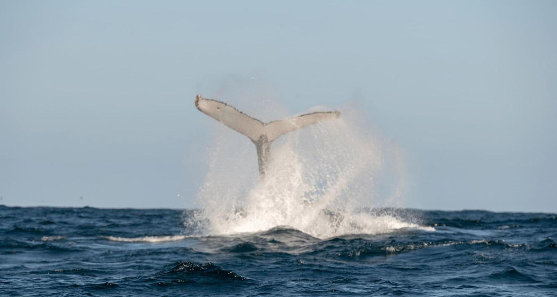 Salt Life Studio 47 - Belle Escapes Jervis Bay Винсентия Экстерьер фото